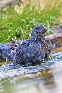 生物多样自然黑鸟Turdusmerula森林池塘地中海森林卡斯蒂利亚和莱昂西班牙欧洲鸟类生活图片