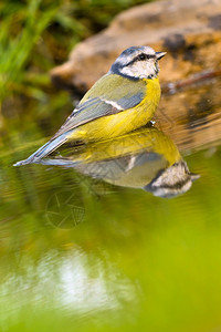 自然动物群蓝山雀森林池塘地中海森林卡斯蒂利亚和莱昂西班牙欧洲生态旅游图片