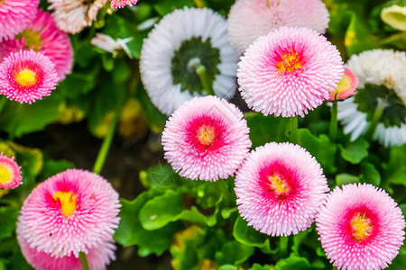 院子季节Bellisperennispomponnete在宏观特闭中彩色花朵在特闭中培育出英国乳房花的混合品种装饰花园植物多年生图片