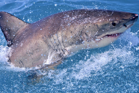 大白鲨鱼卡查罗东珊瑚礁甘斯巴伊西开普南非洲美丽自然保护图片