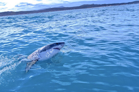 美丽的环境大白鲨鱼卡查罗东珊瑚礁甘斯巴伊西开普南非洲大角龙图片