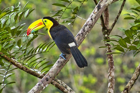 KeelbulledToucan硫化和冷冻Toucan彩虹卷式ToucanRamphastos硫磺热带雨林哥斯达黎加中美洲可爱的图片