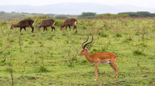 户外乔贝肖像肯尼亚热带草原的地上大量印度红羚鹦鹉在肯尼亚热带草原上的地有许多印度红图片