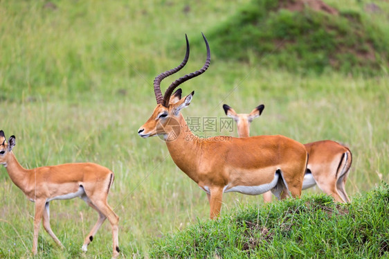 稀树草原哺乳动物肯尼亚热带草原的地上大量印度红羚鹦鹉在肯尼亚热带草原上的地有许多印度红自然图片