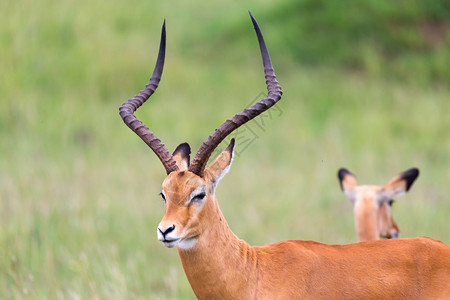 野生动物哺乳鹿肯尼亚热带草原的地上大量印度红羚鹦鹉在肯尼亚热带草原上的地有许多印度红图片