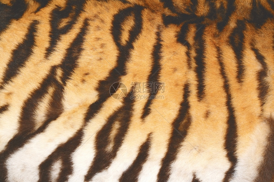 皇家印度西伯利亚美丽的老虎真正纹理皮毛具有古老效果图片