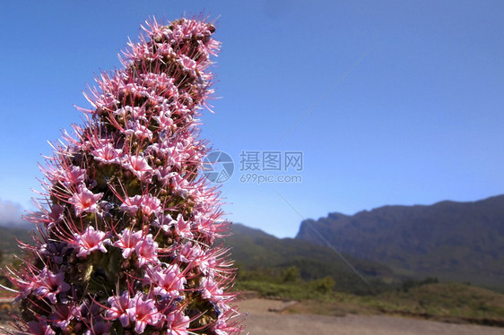 金丝雀蕊塔布里恩特TajinasterosadoEchiumwildpretiitrichosyphonCalderadeTab图片