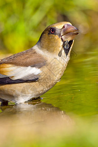 水利生态HawfinchCoccothraustescoccothraustes森林池塘西班牙森林卡斯蒂利亚和莱昂西班牙欧洲帕克图片