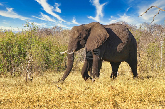 皮肤生态大象非洲LoxodontaAfriana非洲博茨瓦纳乔贝公园主题图片