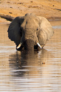 象牙大非洲LoxodontaAfriana非洲博茨瓦纳乔贝公园象形目动物群图片