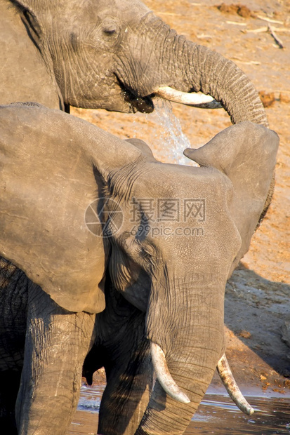 旅行生物学多样大象非洲LoxodontaAfriana非洲博茨瓦纳乔贝公园图片