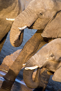 濒危大象非洲LoxodontaAfriana非洲博茨瓦纳乔贝公园动物肖像图片