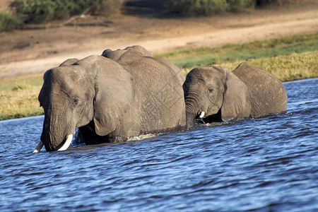 大象非洲LoxodontaAfriana非洲博茨瓦纳乔贝公园苹果浏览器环境预订图片