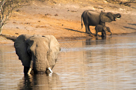 耳朵大象非洲LoxodontaAfriana非洲博茨瓦纳乔贝公园生态预订图片