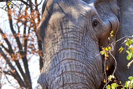 耳朵大象非洲LoxodontaAfriana非洲博茨瓦纳乔贝公园树干哺乳动物图片