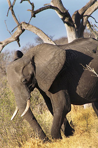 象形目大非洲LoxodontaAfriana非洲博茨瓦纳乔贝公园野生动物图片