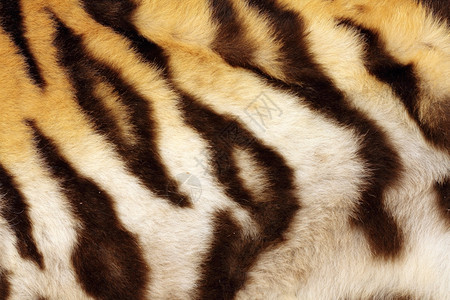 西伯利亚质地黑色的老虎上细节真正黑条纹动物身上的毛皮图片
