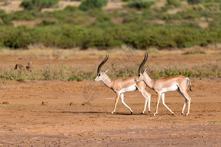 有角的格兰蒂肯尼亚大草原上的格兰特瞪羚肯尼亚大草原上的格兰特瞪羚坦桑尼亚图片