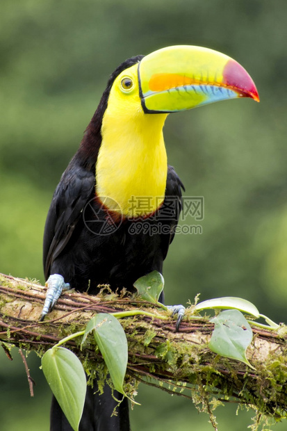 KeelbulledToucan硫化和冷冻Toucan彩虹卷式ToucanRamphastos硫磺热带雨林哥斯达黎加中美洲国野生图片