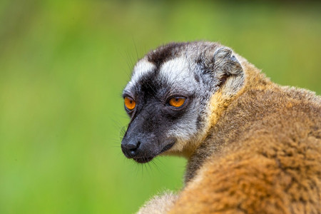 马达加斯哺乳动物棕色马基的肖像接近一个有趣的狐猴棕色马基的滑稽狐猴非洲人图片