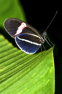 那坡热带蝴蝶雨林纳波河流域亚马逊厄瓜多尔美洲丽的国图片