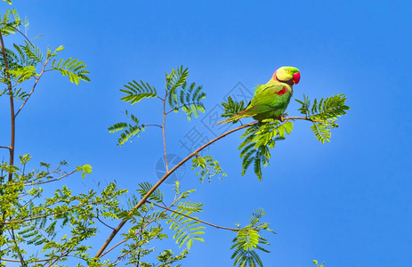 的美丽可爱AlexandrineParakeetPsittaculaeupatria河流森林皇家巴迪亚国公园巴迪亚公园尼泊尔亚洲图片