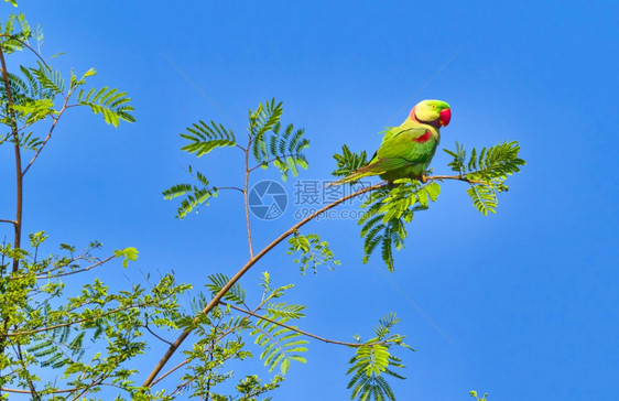 的美丽可爱AlexandrineParakeetPsittaculaeupatria河流森林皇家巴迪亚国公园巴迪亚公园尼泊尔亚洲图片