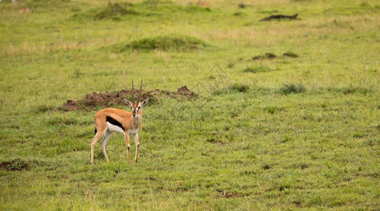 苹果浏览器肯尼亚大草原地景观中的ThomsonrsquosGazelle肯尼亚大草原地景观中的Gazelle公园稀树草原图片