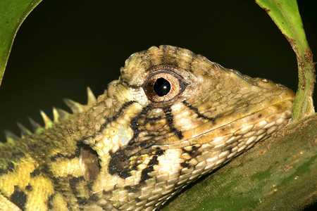 盆地热带AnoleLizard热带雨林纳波河流域亚马逊厄瓜多尔美洲野生动物国图片