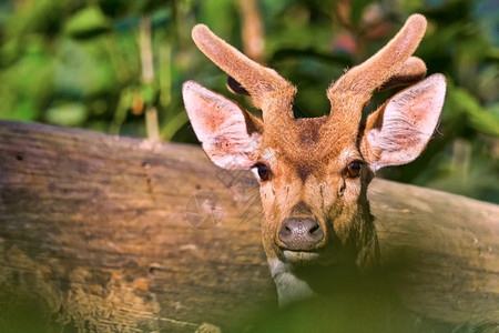 美丽斑点鹿CheetalAxisAxisAxisDeerRoyalBardiaNationalParkBardiyaPark尼泊图片