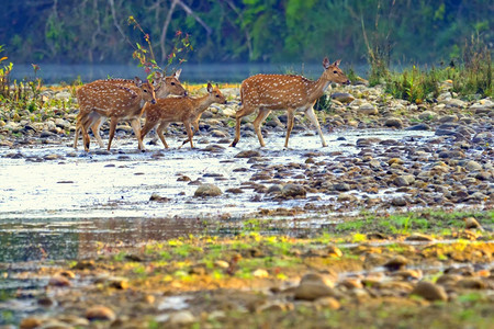 美丽斑点鹿CheetalAxisAxisAxisDeerRoyalBardiaNationalParkBardiyaPark尼泊图片