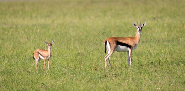 荒野生动物肯尼亚稀树草原上的汤姆森瞪羚家庭肯尼亚稀树草原上的托姆森瞪羚家庭马拉图片