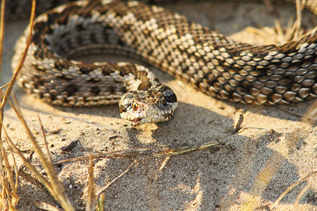 欧洲女挑衅的稀有摩尔达维亚草地毒蛇Viperaursiniimoldavica图片