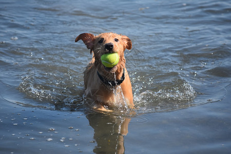 水里湿的臭小狗绿色网球溅动物摄影宠狗图片