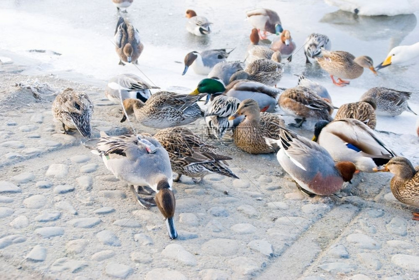 鸟动物鸭子在日本北海道冰河附近的行走道中觅食其一只鸭子背上无毛季节图片