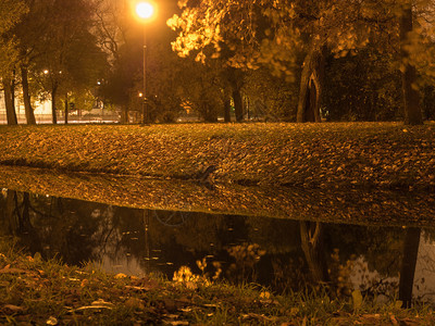 以街灯照亮的城市公园河流湖灌木丛森林图片