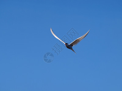 海岸天空三趾鸥A白燕向蓝天飞去图片