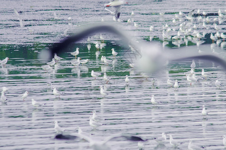 海鸥飞过面生活风气候图片