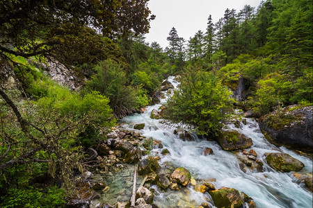 结石热带丛林和雨中的溪流景观树图片