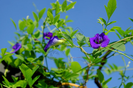 在越南胡志明市屋顶花园的植物上开紧闭蝴蝶豆朵这种草药使食物有天然颜色或制造对健康有好处的蓝茶农业植物学为了图片
