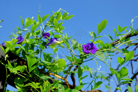 盛开在越南胡志明市屋顶花园的植物上开紧闭蝴蝶豆朵这种草药使食物有天然颜色或制造对健康有好处的蓝茶颜料或者图片