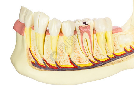 生物学白背景上断绝牙齿的人类下巴模型教育嚼图片