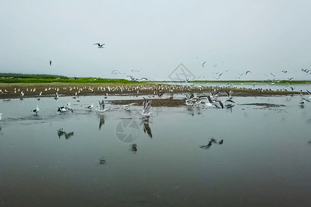 旅游北河岸边的风景许多海鸥北河岸边的风景许多海鸥美丽的岸图片