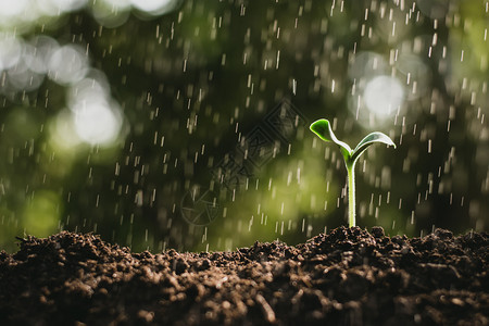 幼苗在生长雨水下环境种植垃圾摇滚图片