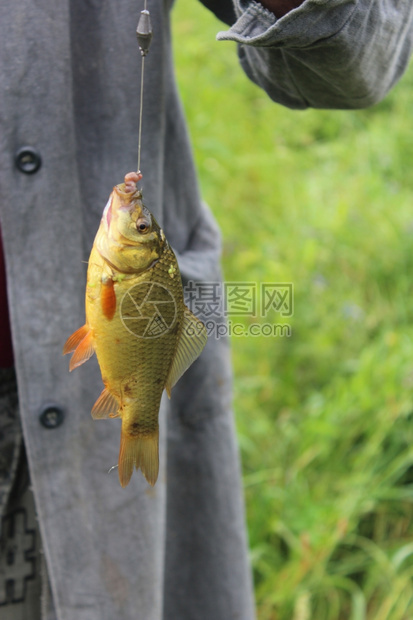 夏天钓到大吊在钩子上生的激烈图片