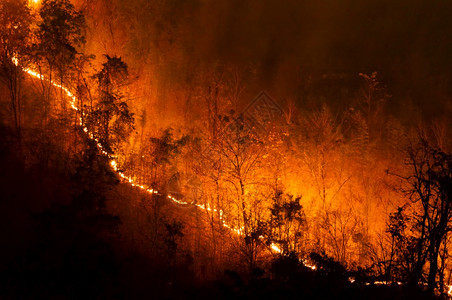 自然危险损害森林火灾夜间在泰国北部山上的森林中以红色和橙的焚烧野火树Soft焦点森林火灾野图片
