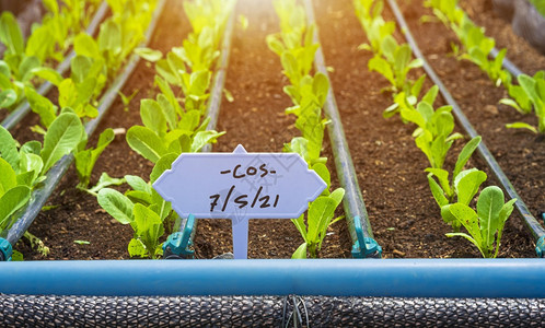 阴谋豆芽团体关注绿色Cos生菜蔬标签在很多年轻幼苗表面的清晨温暖阳光下随着有机苗圃中的滴灌系统许多小芽正在生长背景图片
