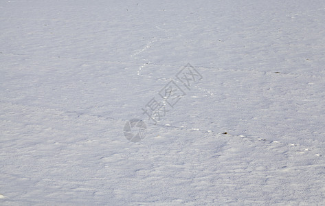 雪地表面的动物足迹覆盖了冬季的农耕田寒冷阳光天气雪中的动物足迹冰爱冬天图片