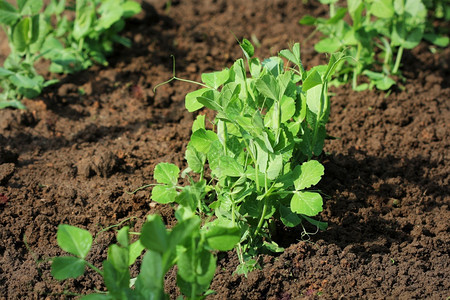 农场沙拉在花园床上种植新鲜的豆子树苗在花园床上种植梨子树苗幼图片