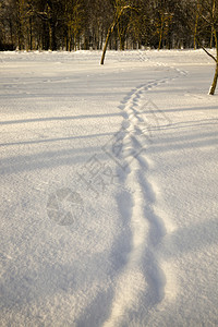 脚步向前一个人在雪覆盖的公园中行走踪迹一个阳光明媚的天长两英尺足路冬天图片